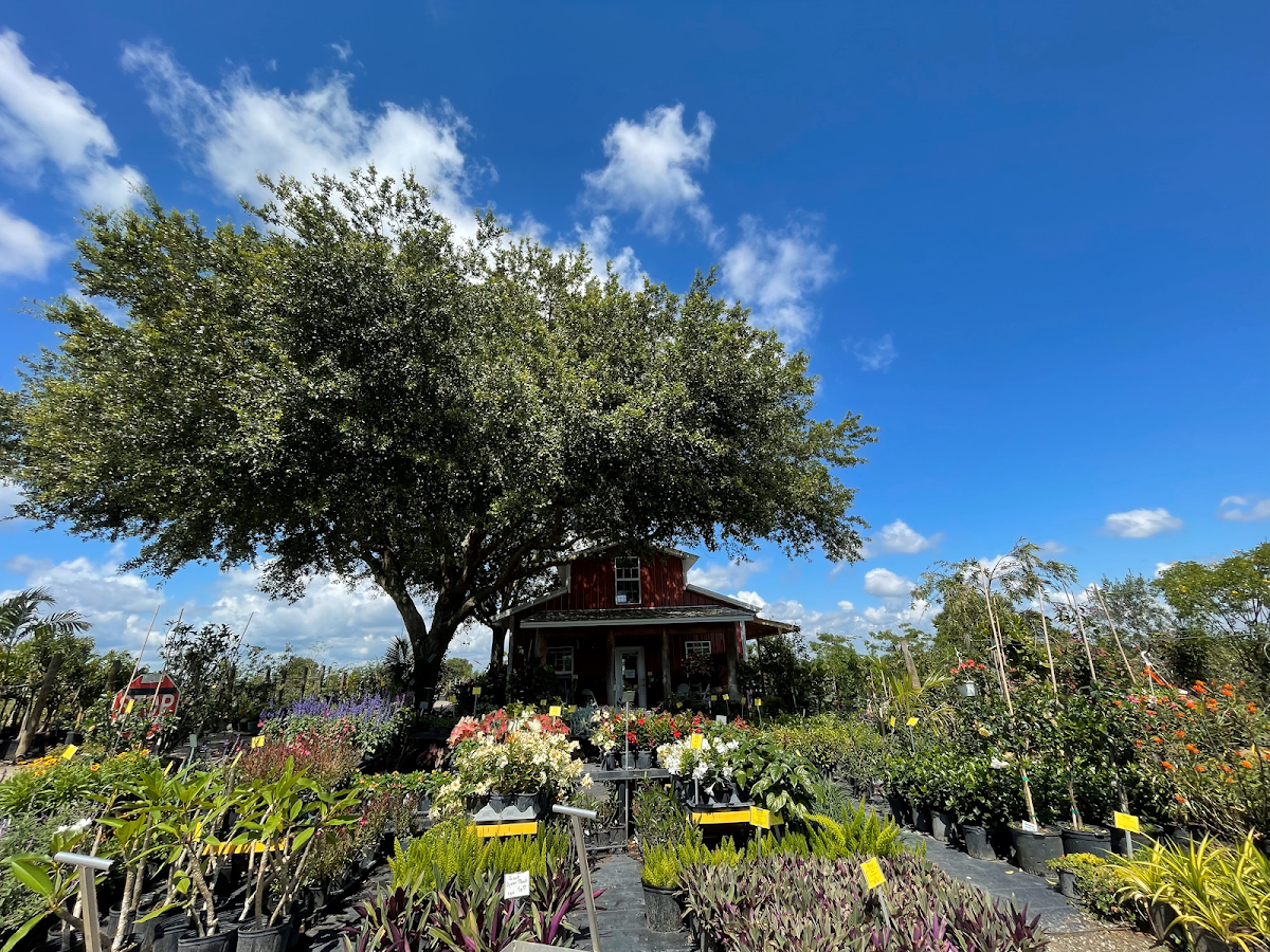 Matlack Tree Farm in Clermont, Florida