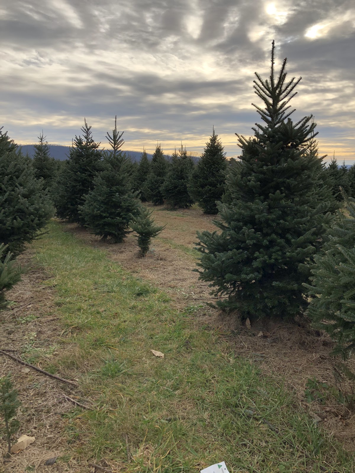 Maurer's Tree Farm in Dalmatia, Pennsylvania