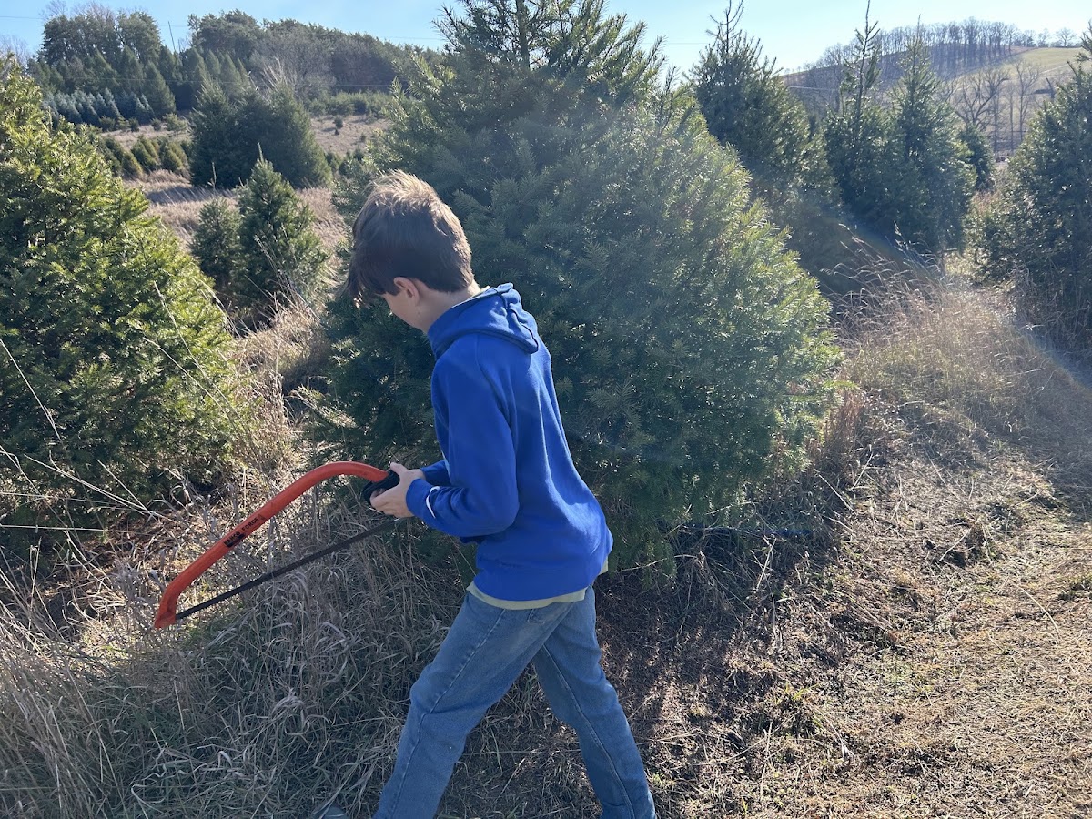 May Christmas Tree Farm in Maysville, West Virginia