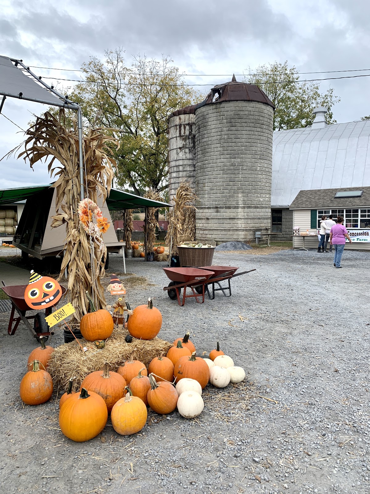 Mayne's Tree Farm in Buckeystown, Maryland