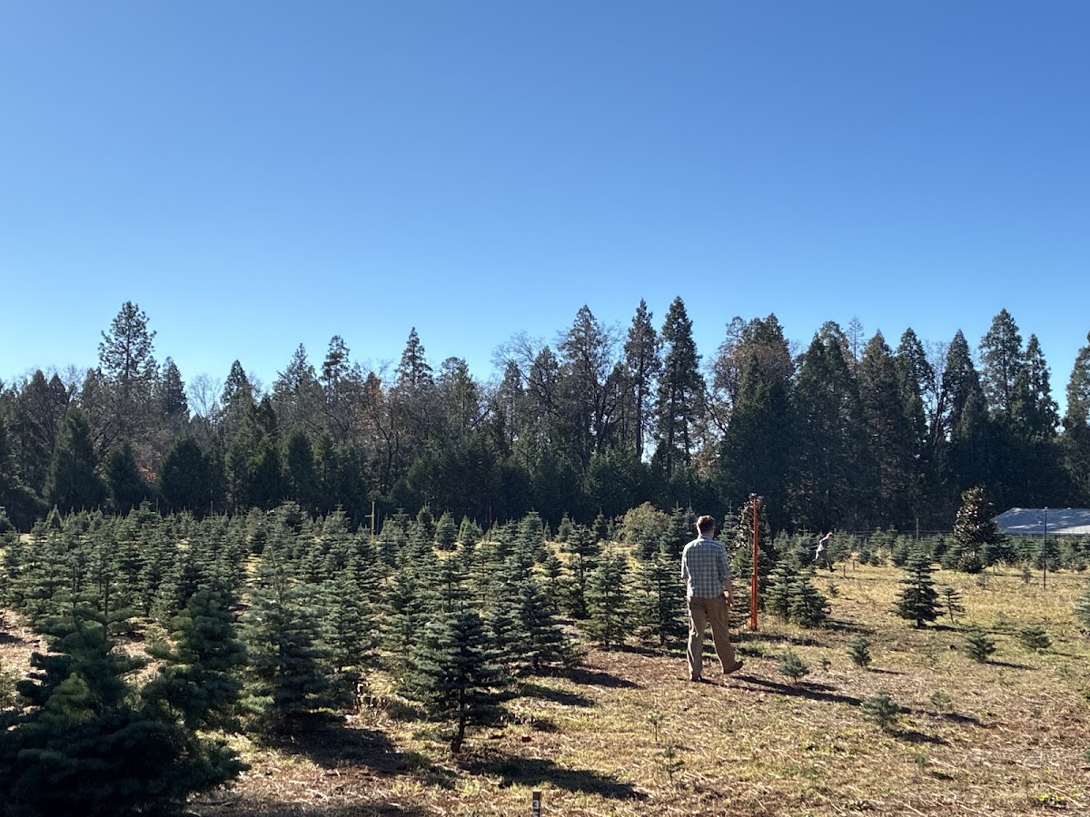 McBurney Tree Farm in Grass Valley, California