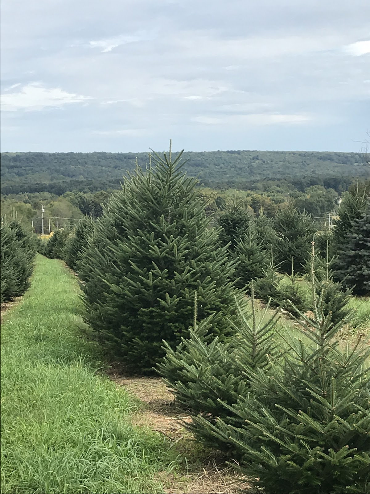 McClimans Family Christmas Tree Farm in Jamestown, Pennsylvania