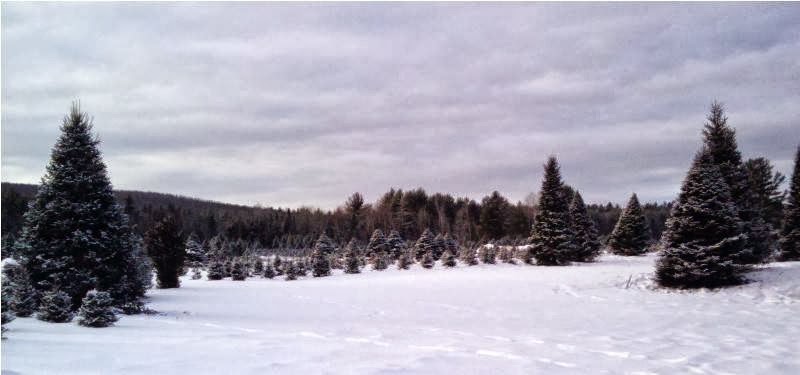 McClure's Tree Nursery in Kingfield, Maine