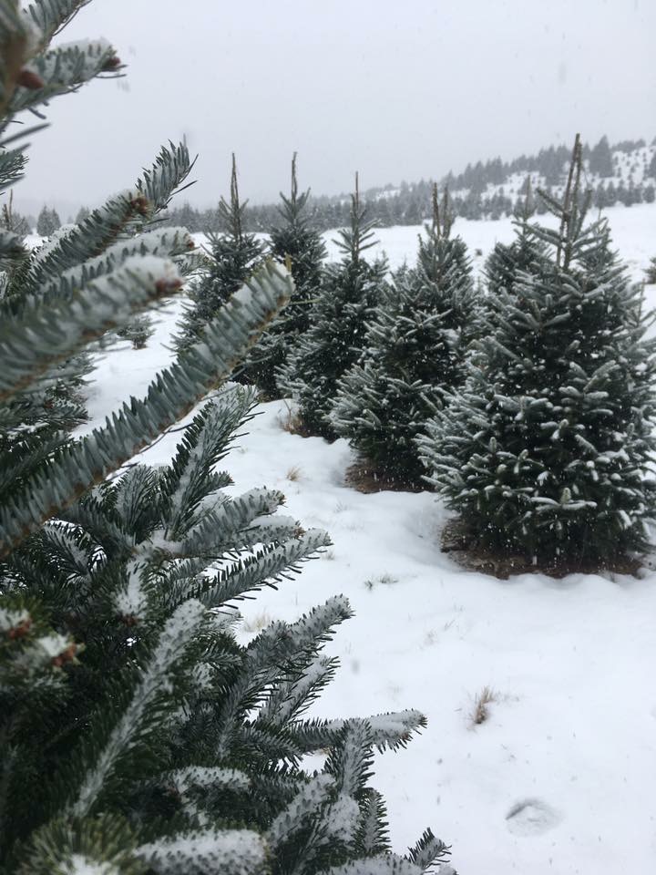 McConnell's Christmas Tree Farm in New Castle, Pennsylvania
