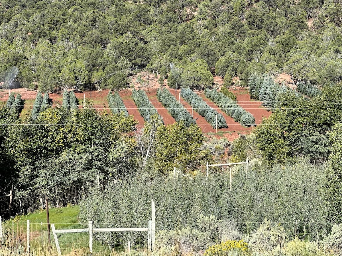 McCoy Tree Farm and Green Valley Landscaping in McCoy, Colorado