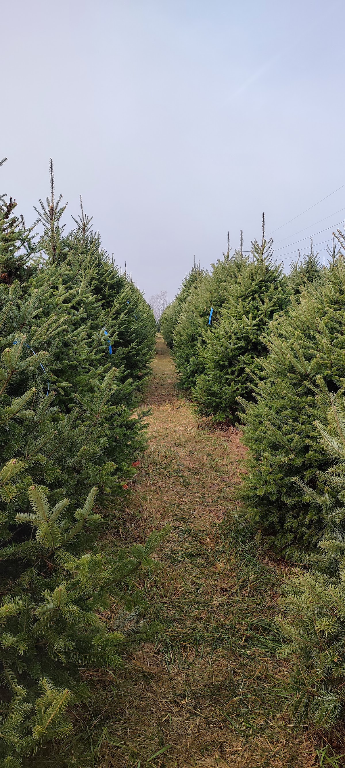 McCurdy's Tree Farm & Landscaping in Dillsburg, Pennsylvania