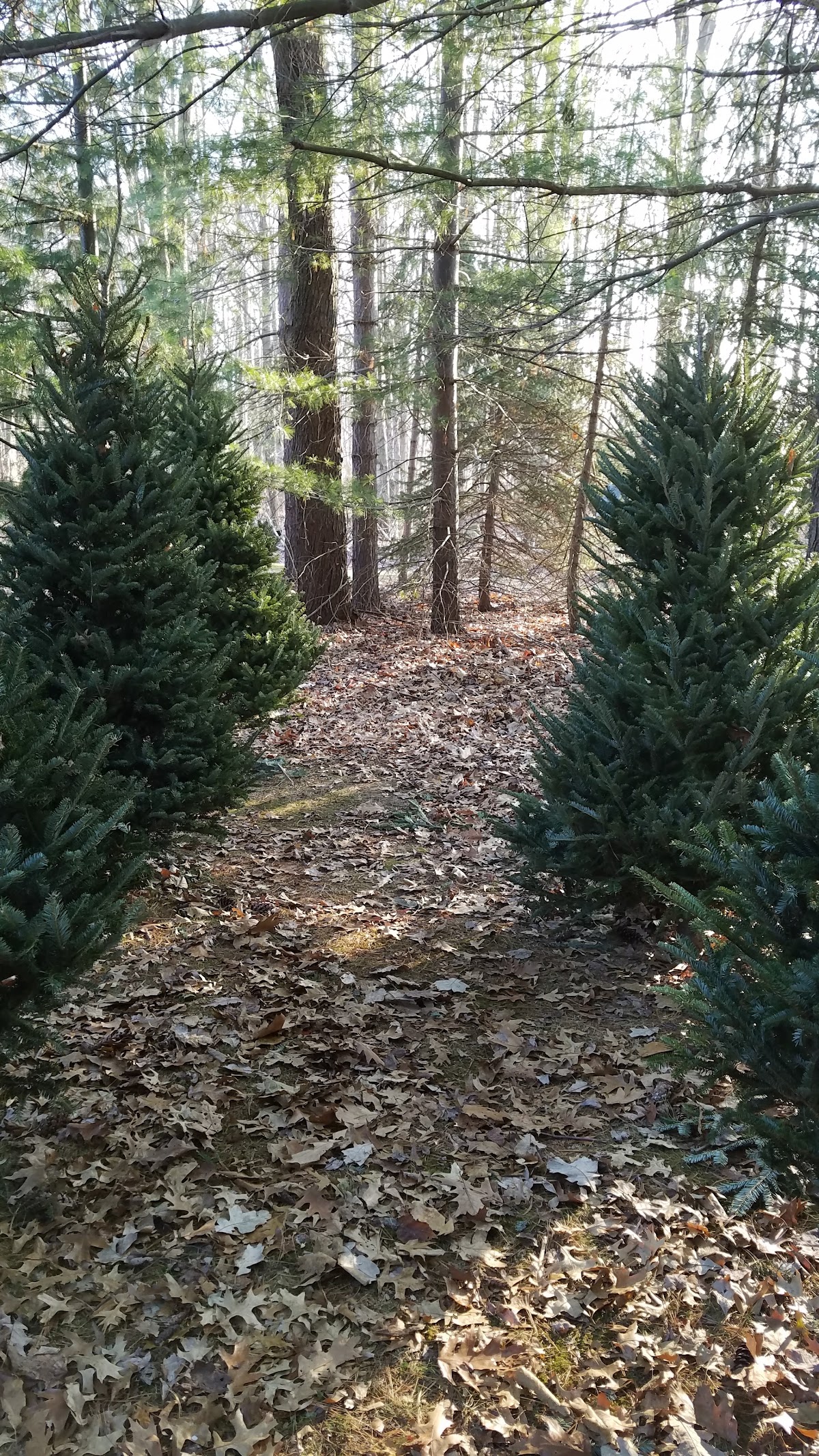 McKosky Tree Farm in Thompson, Ohio