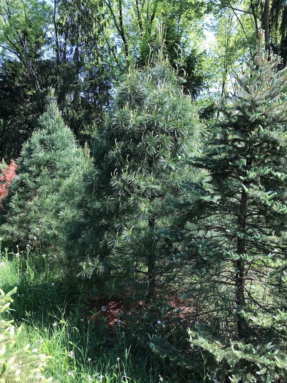Medina Christmas Tree Farm - Butler Farm in Medina, Ohio