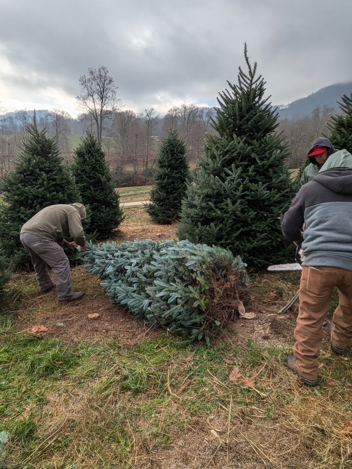 Mehaffey Tree Farm in Waynesville, North Carolina