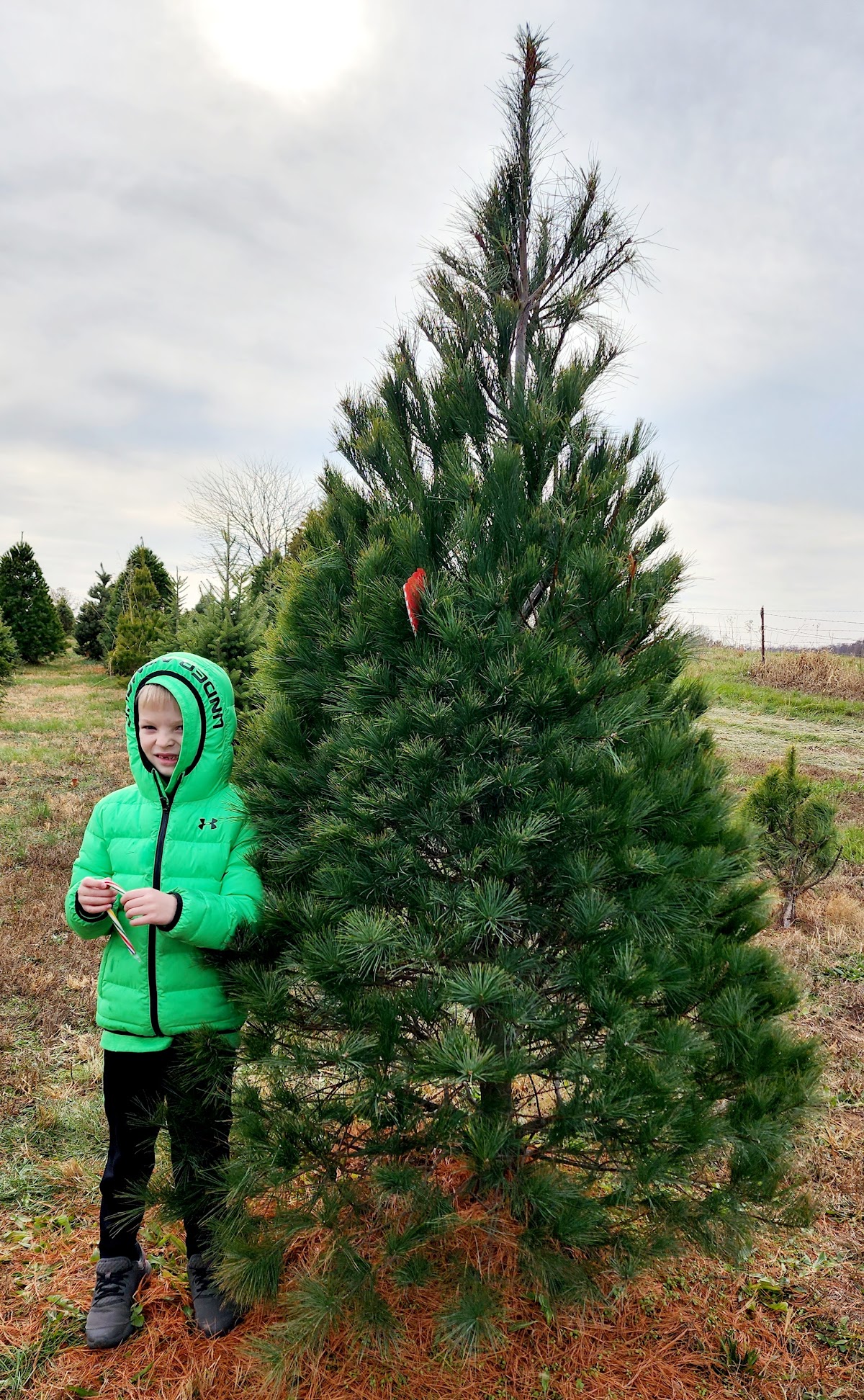Meier Horse Shoe Pines in Jackson, Missouri