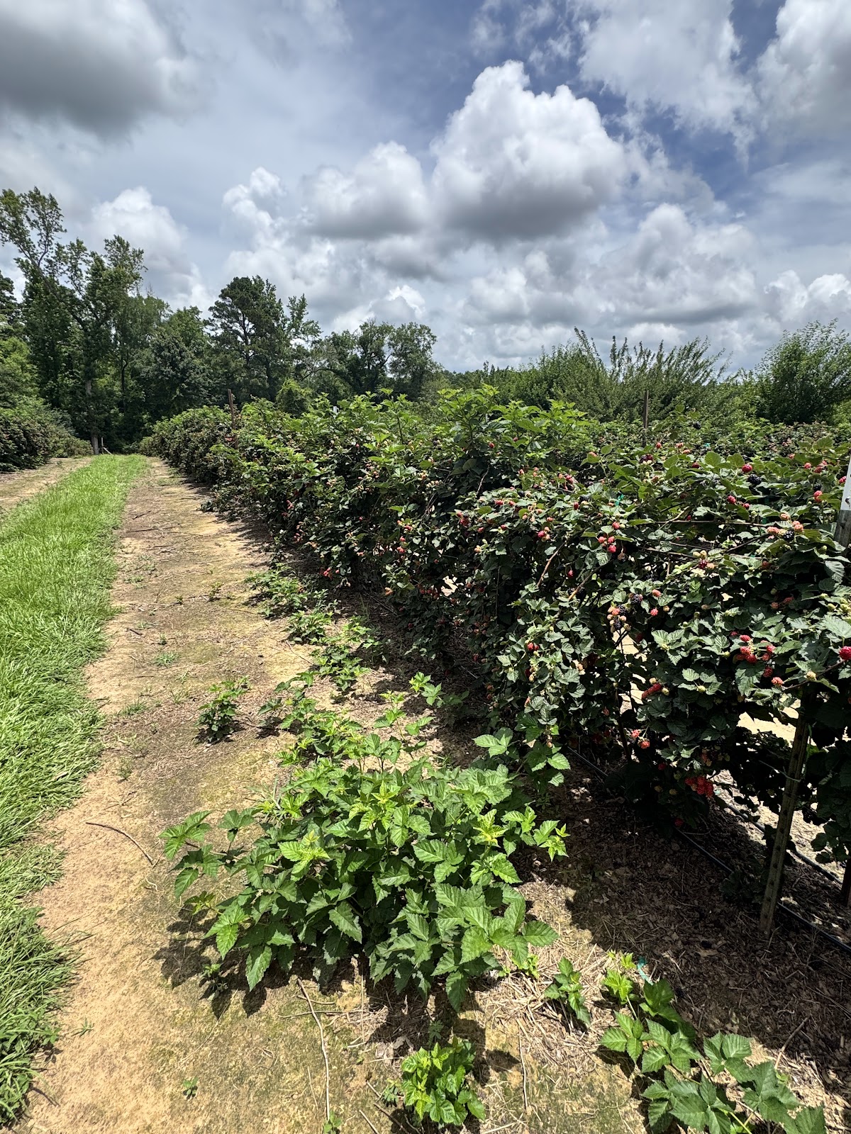 Merket's Christmas Tree Farm in Beckville, Texas