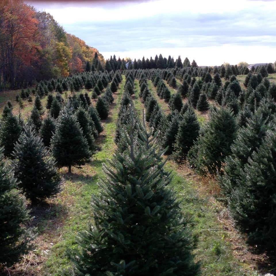 Merry Christmas Trees in Windham, Maine