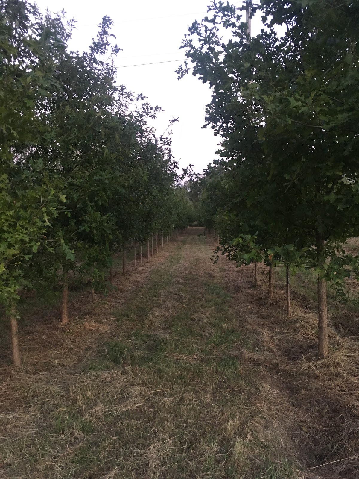 Mid-South Tree Farm (wholesale) in Halls, Tennessee