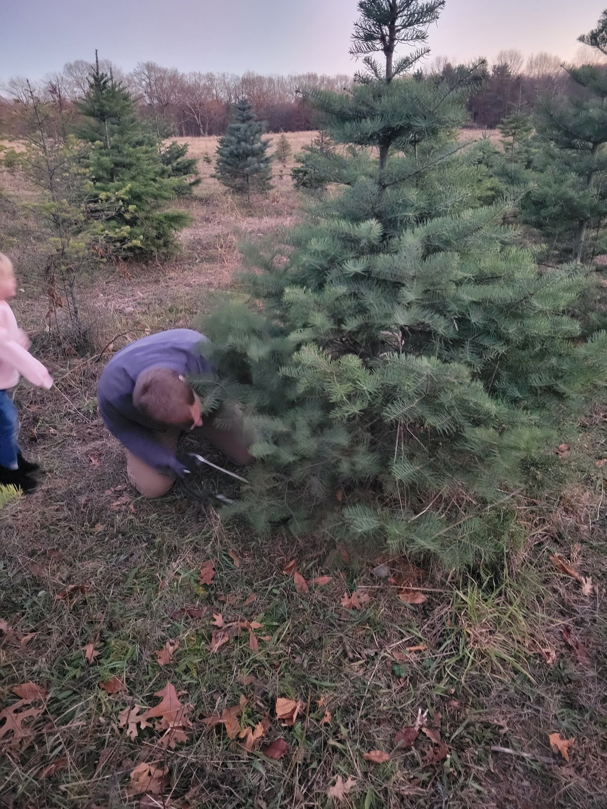 Middle Road Tree Farm in Highland, Michigan