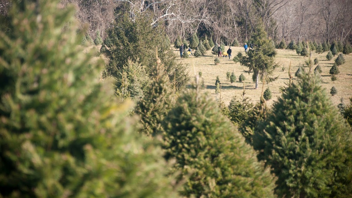 Middleburg Christmas Tree Farm in Round Hill, Virginia