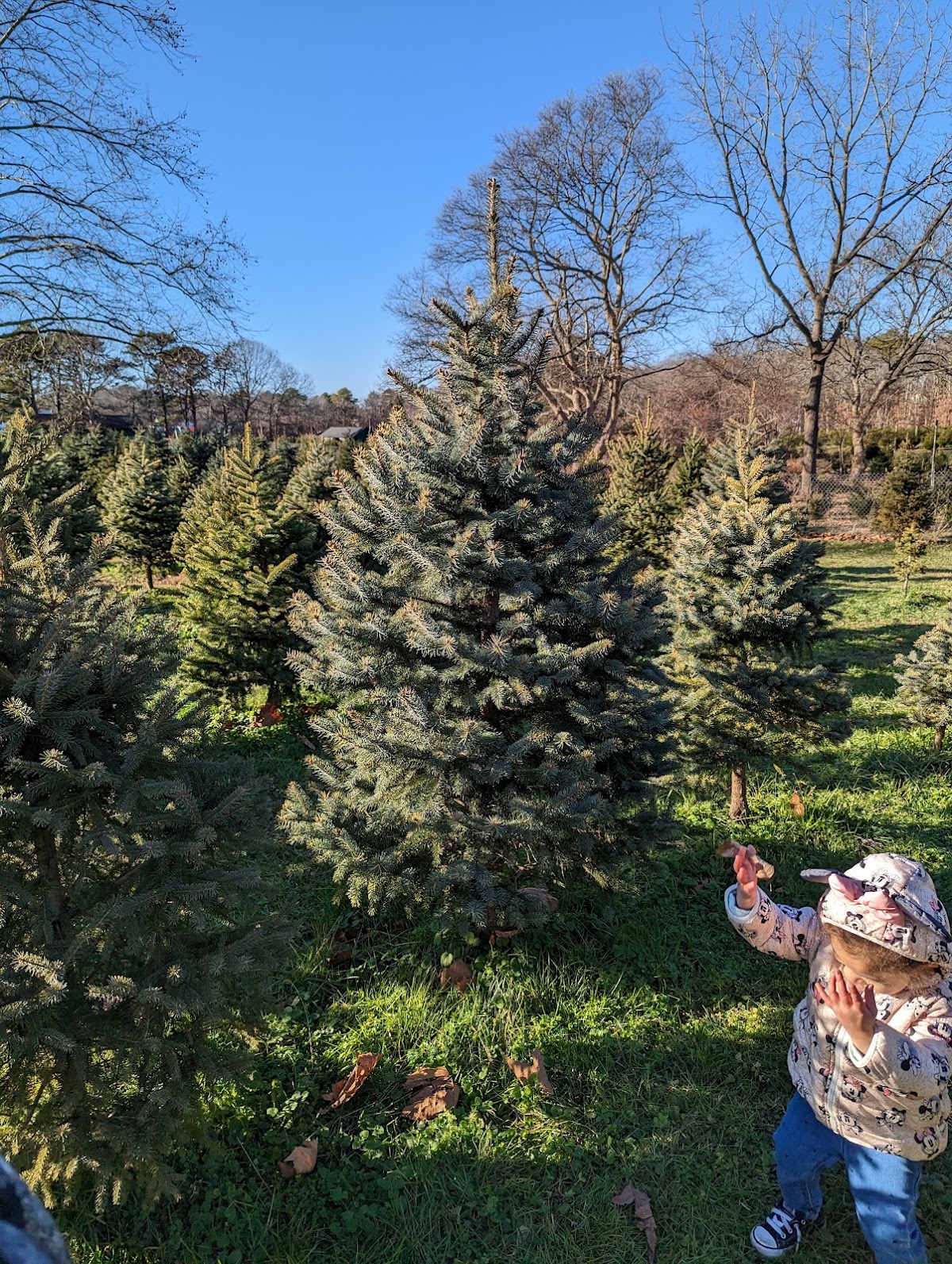 Mike's Christmas Tree Farm in Manorville, New York