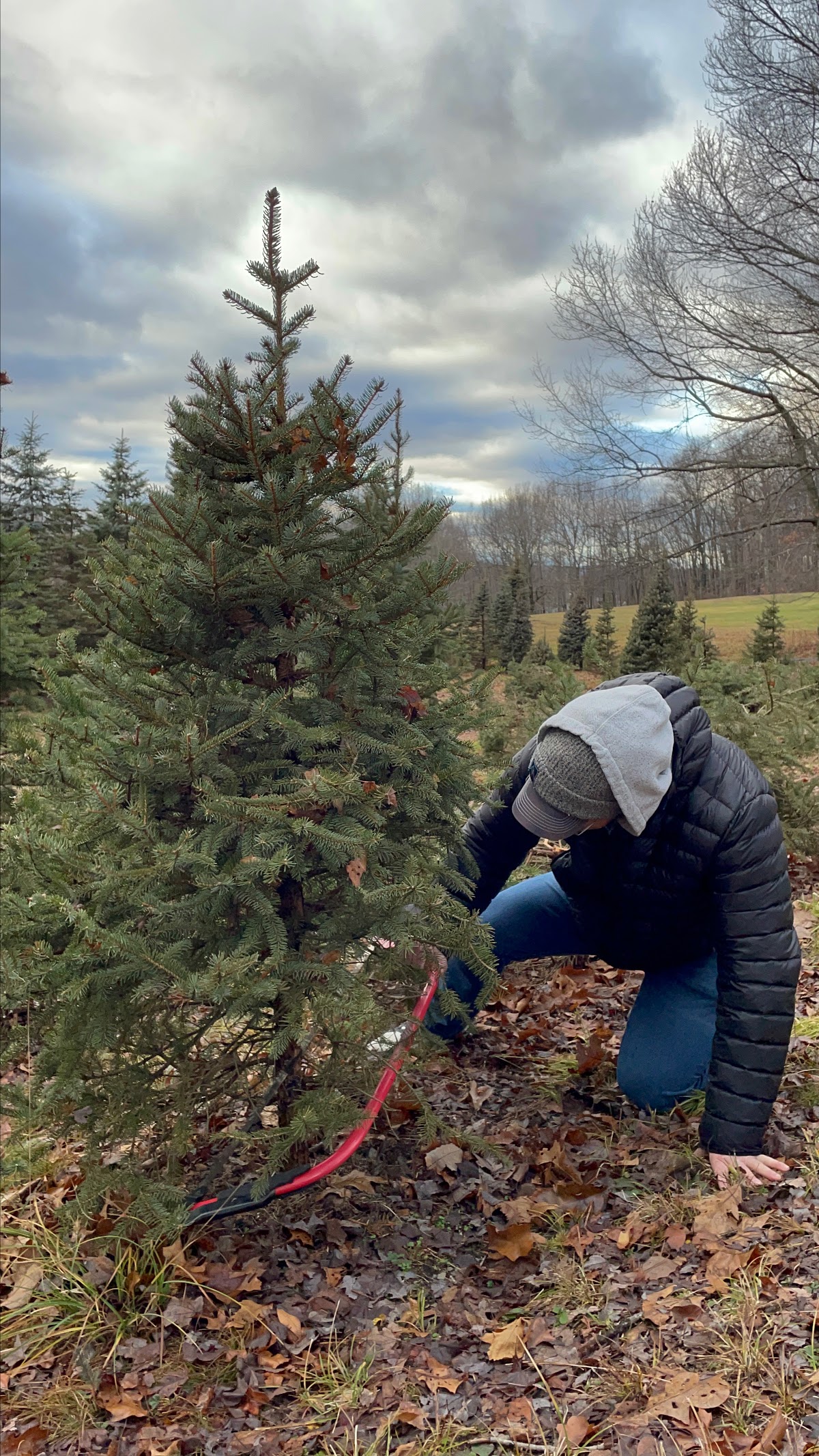 Mikes Christmas Tree Farm in Lagrangeville, New York