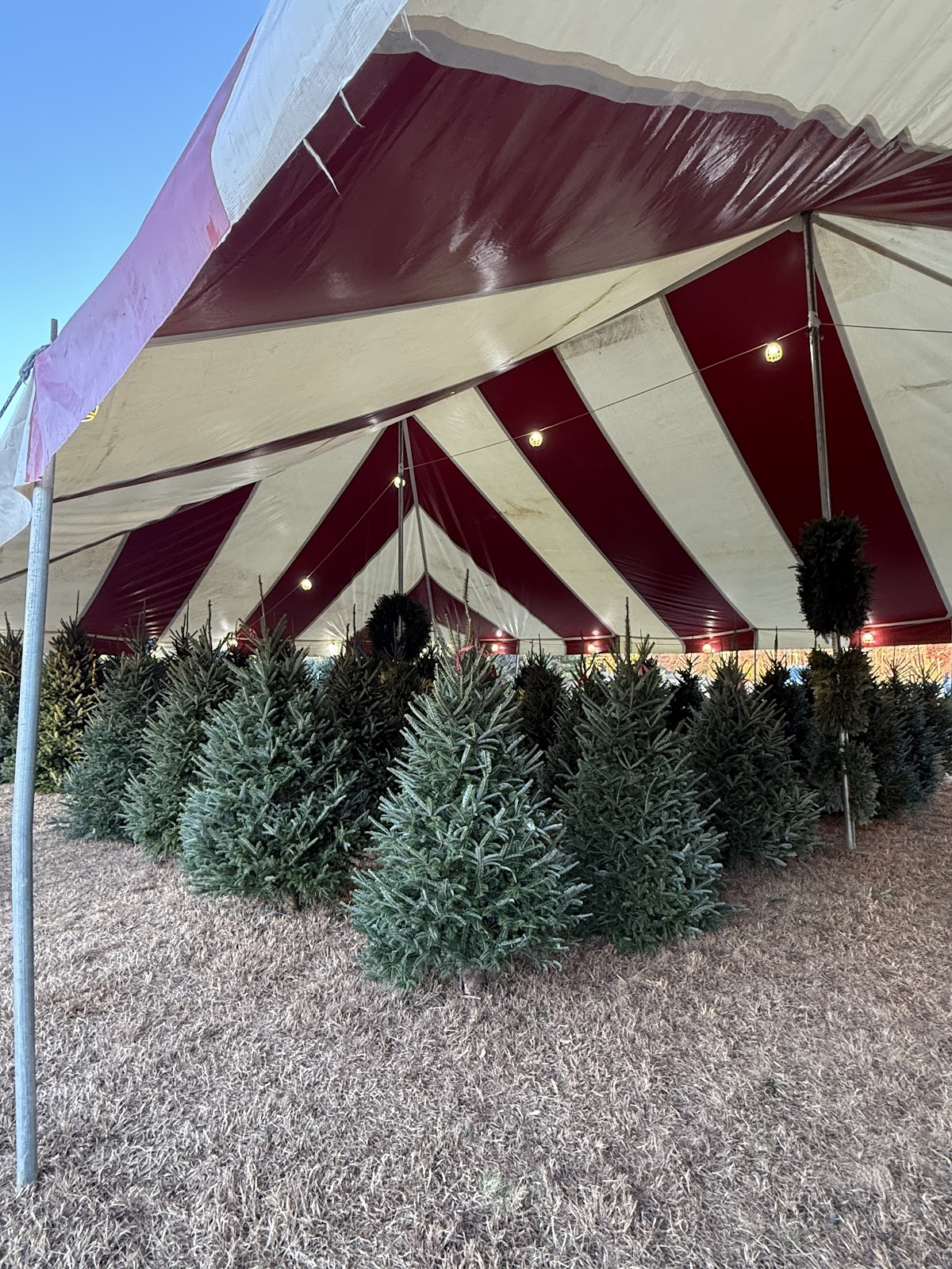 Mile High Tree Farm at Moravian Christmas Village in Huntersville, North Carolina
