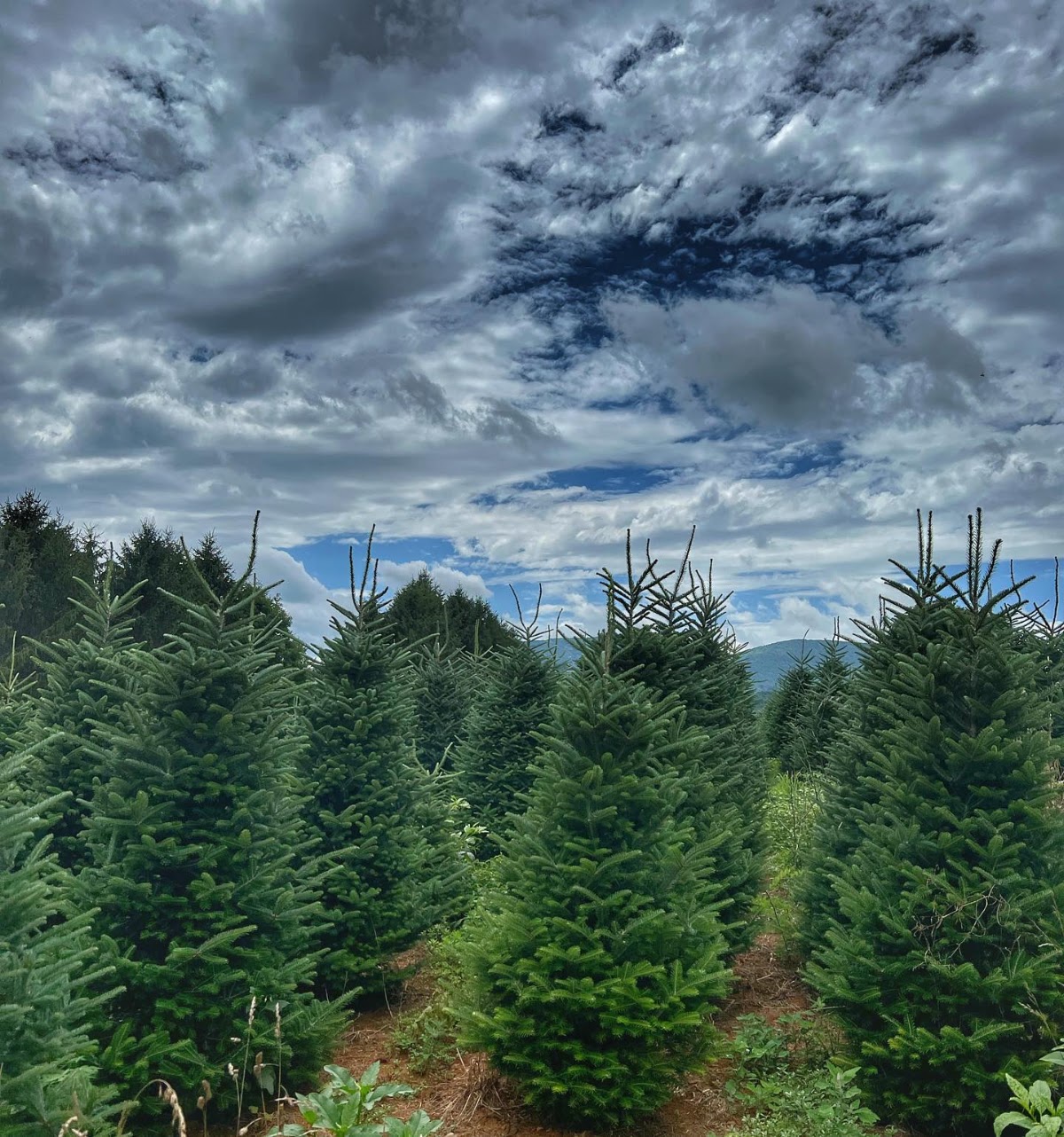 Mile High Tree Farm in West Jefferson, North Carolina