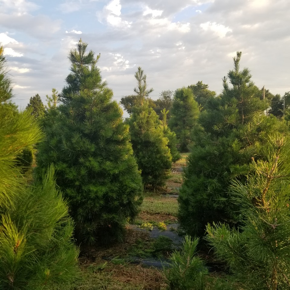 Mill Dam Christmas Tree Farm in Fredonia, Kansas