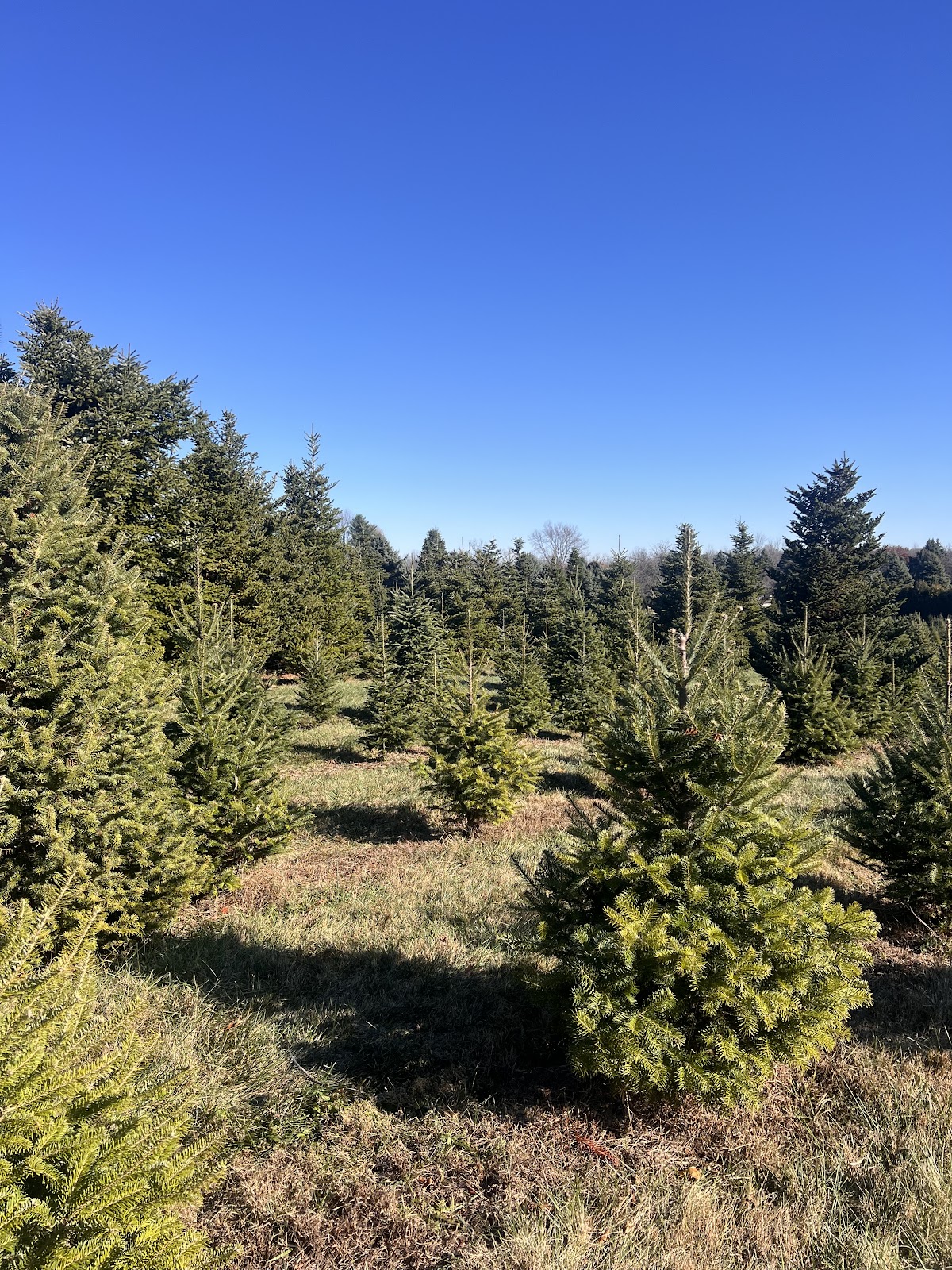 Millbrook Tree Farm in Yorktown, Indiana