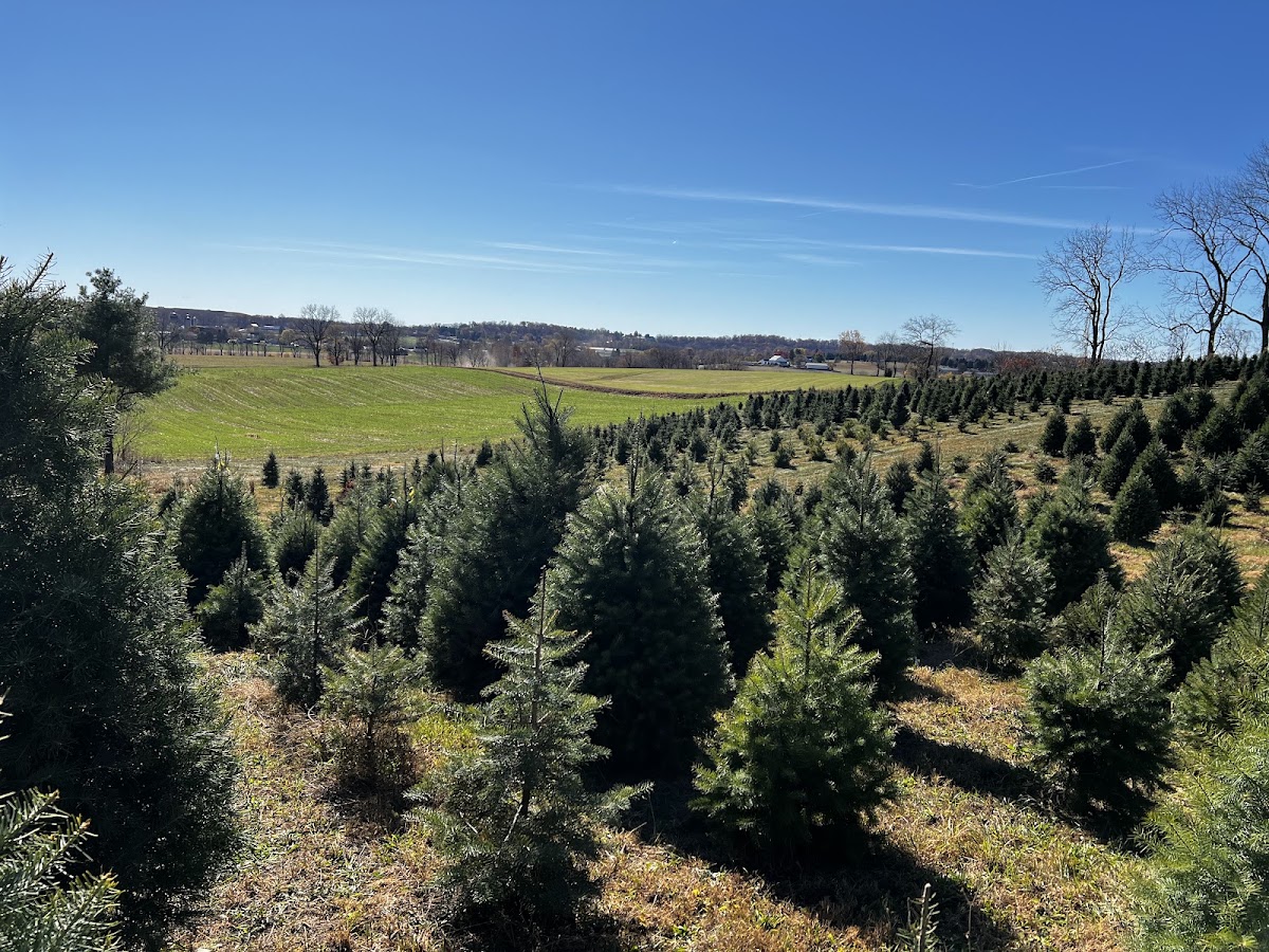 Miller's Christmas Tree Farm - Elizabethtown in Elizabethtown, Pennsylvania