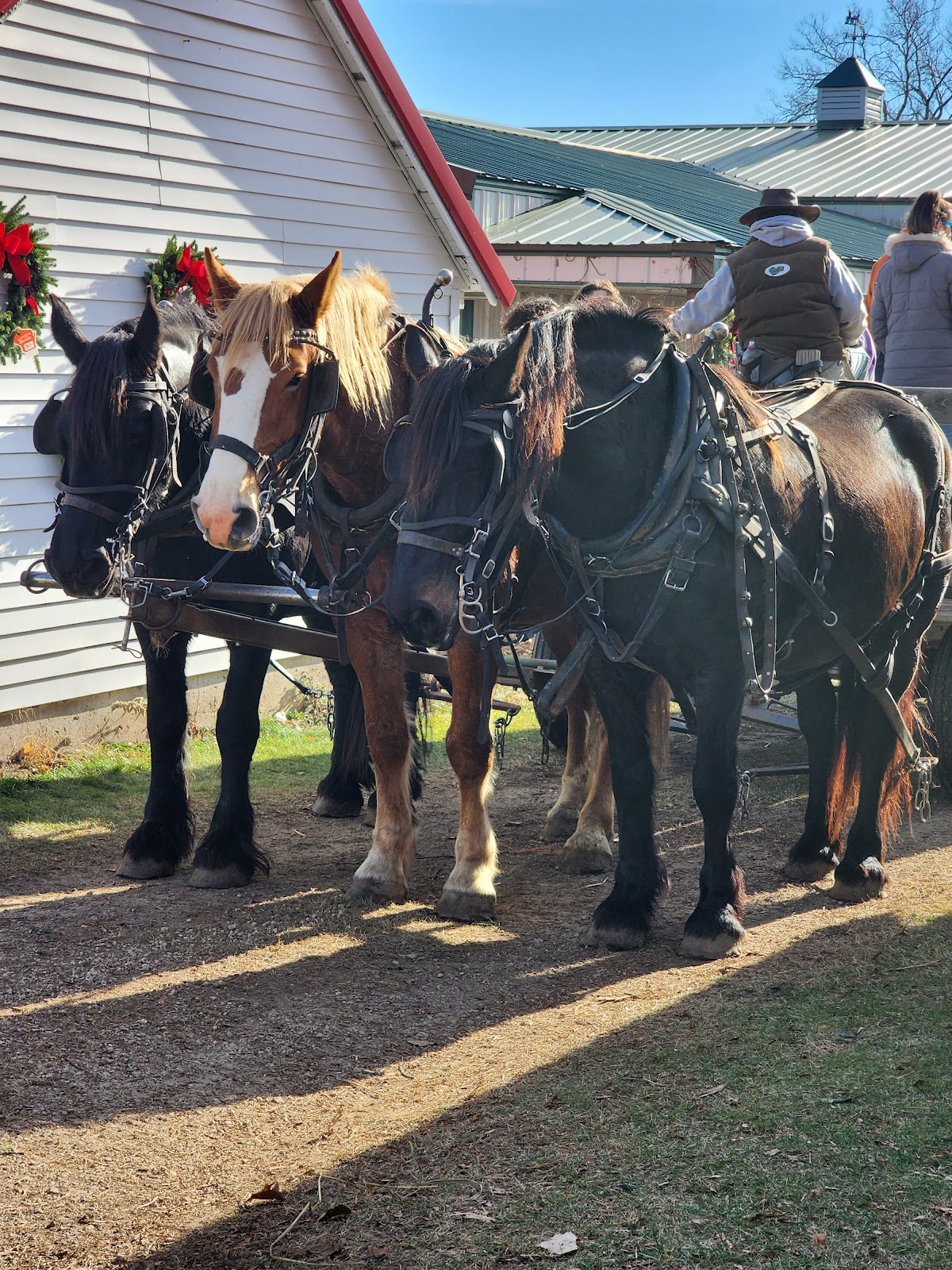 Miller's Christmas Tree Farm in Rio, Wisconsin