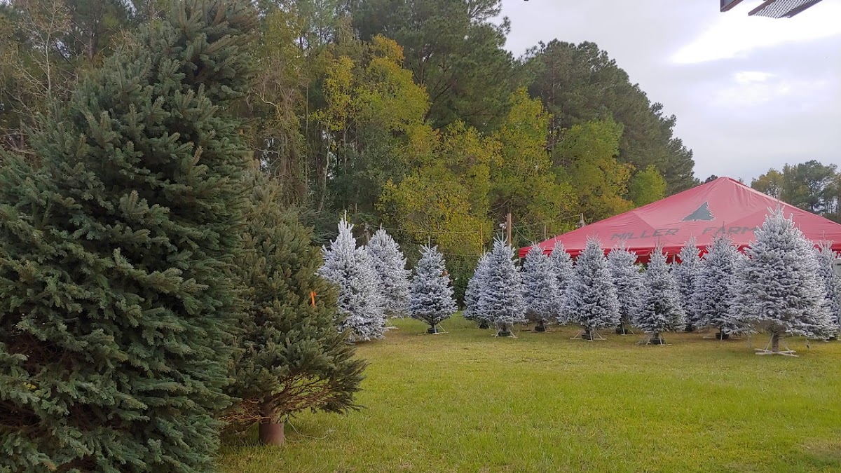 Miller tree farm in Slidell, Louisiana
