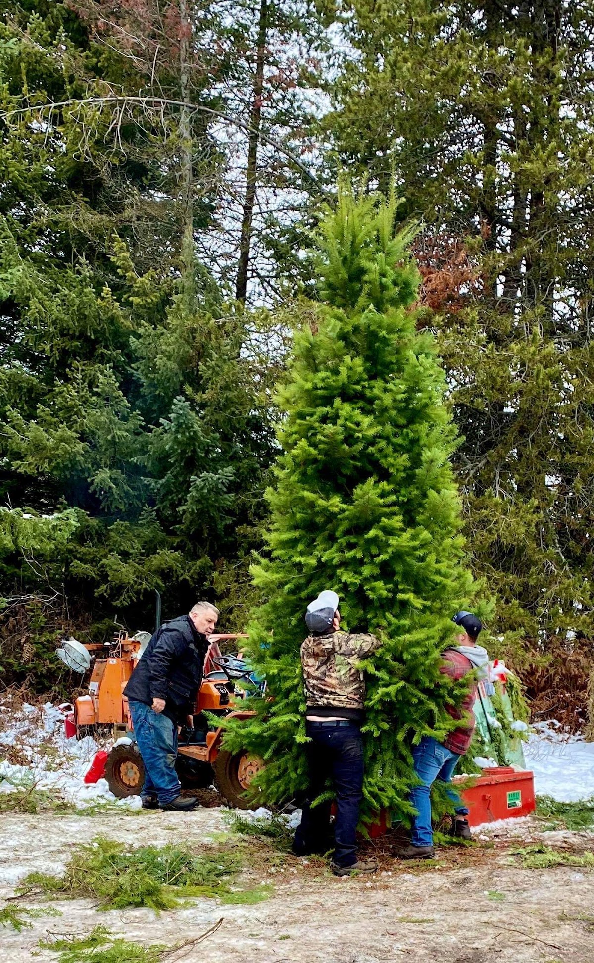 Millers Tree Farm in Rathdrum, Idaho