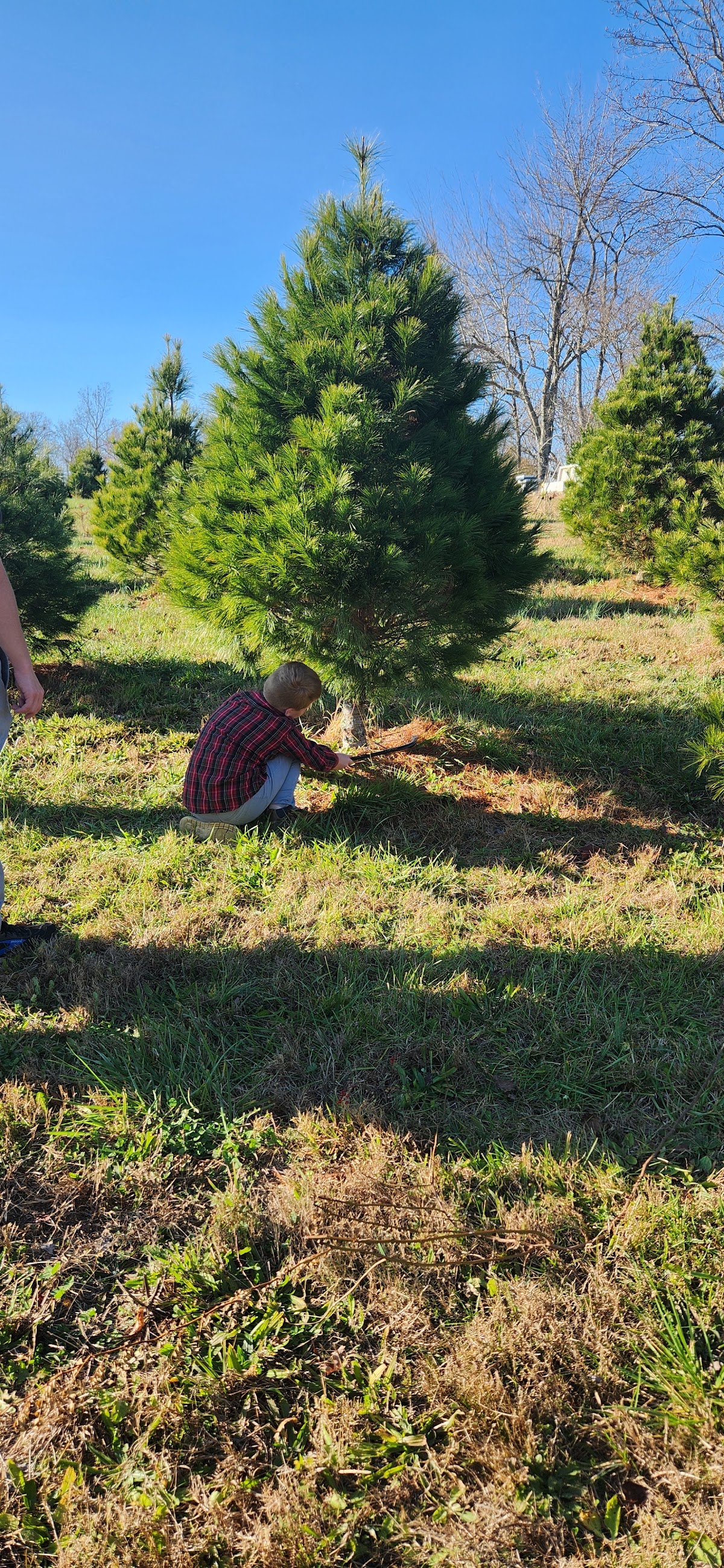 Mills Tree Farm and Honeybees in London, Kentucky