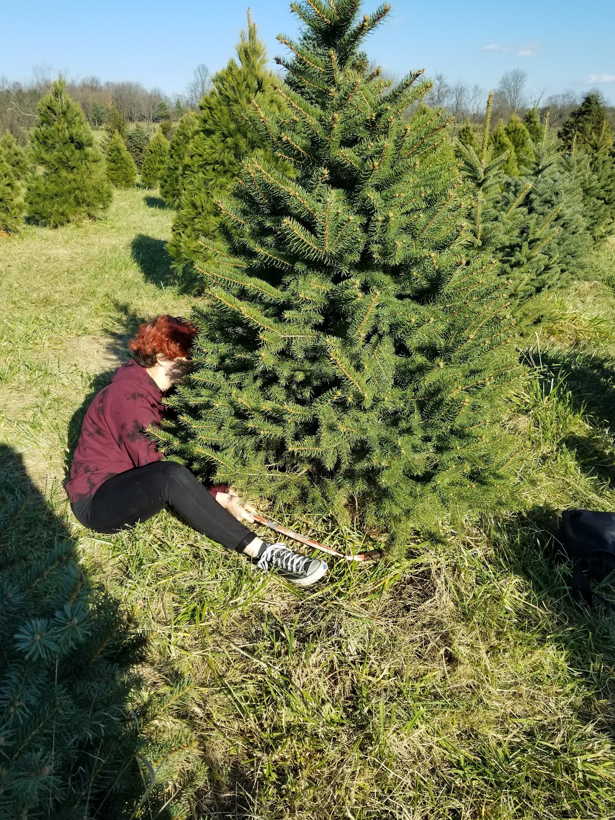 Milltown Creek Tree Farms in Lovettsville, Virginia