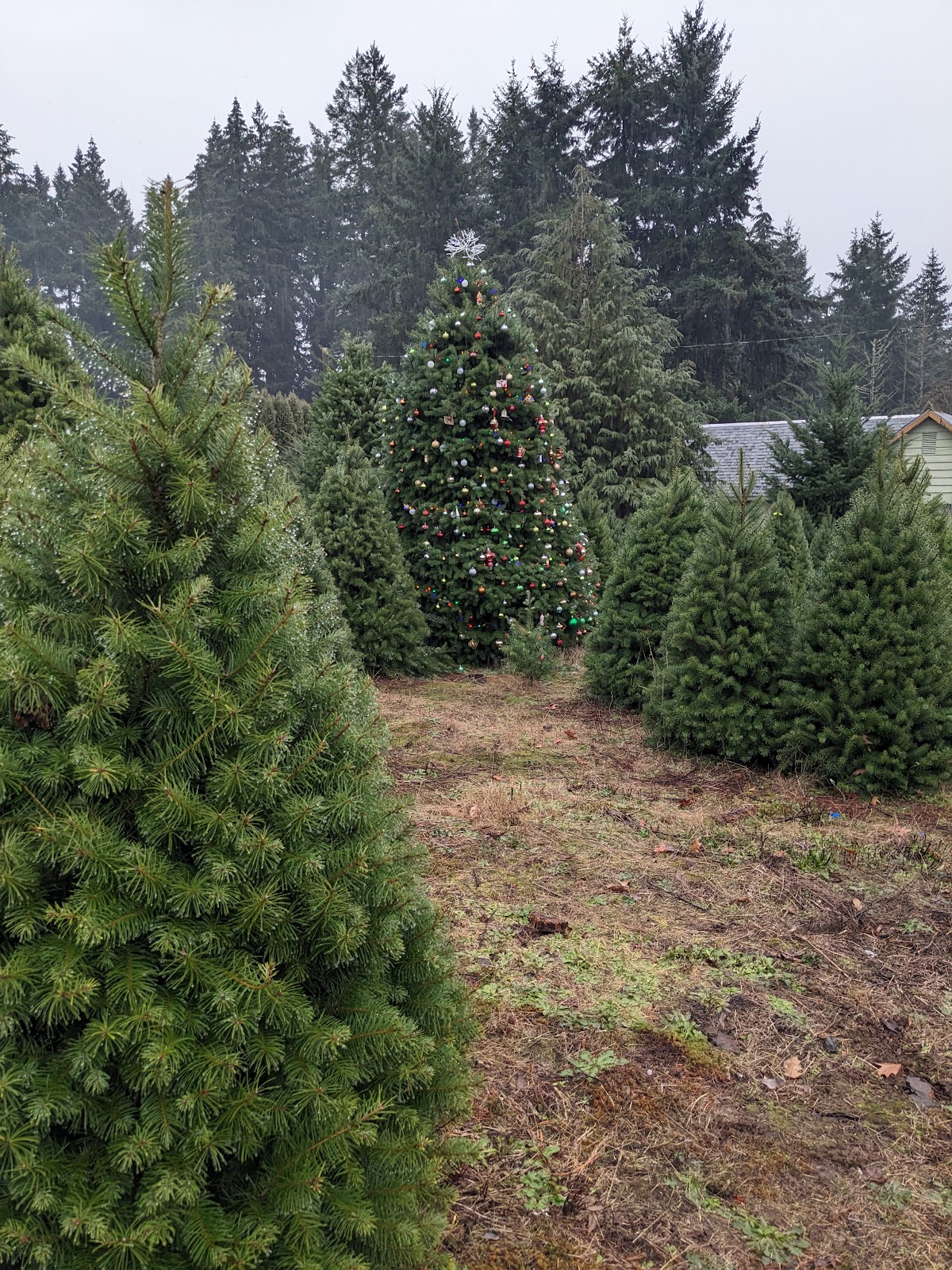 Misley Tree Farm in Oregon City, Oregon
