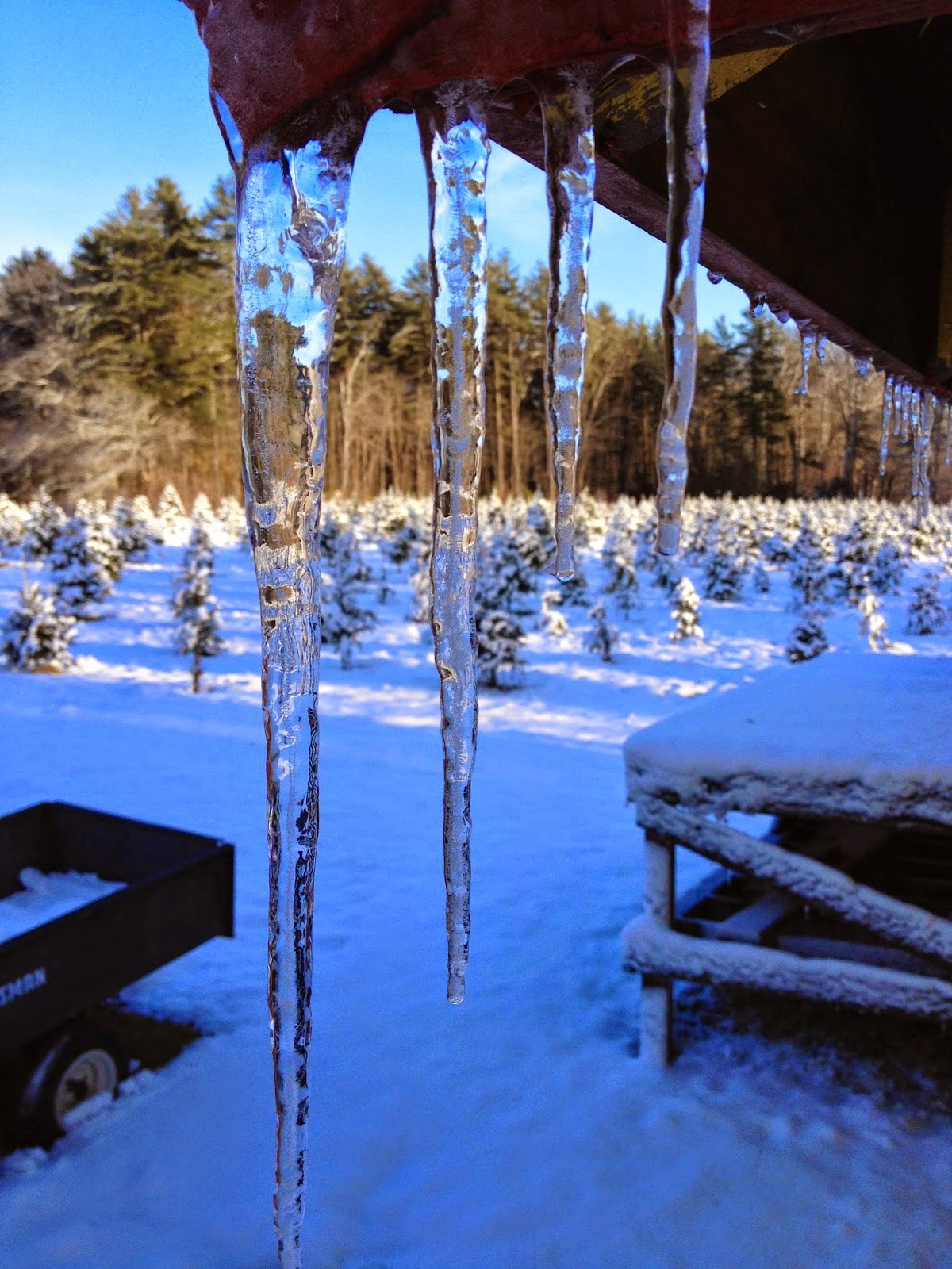 Mistletoe Acres Tree Farm in East Bridgewater, Massachusetts