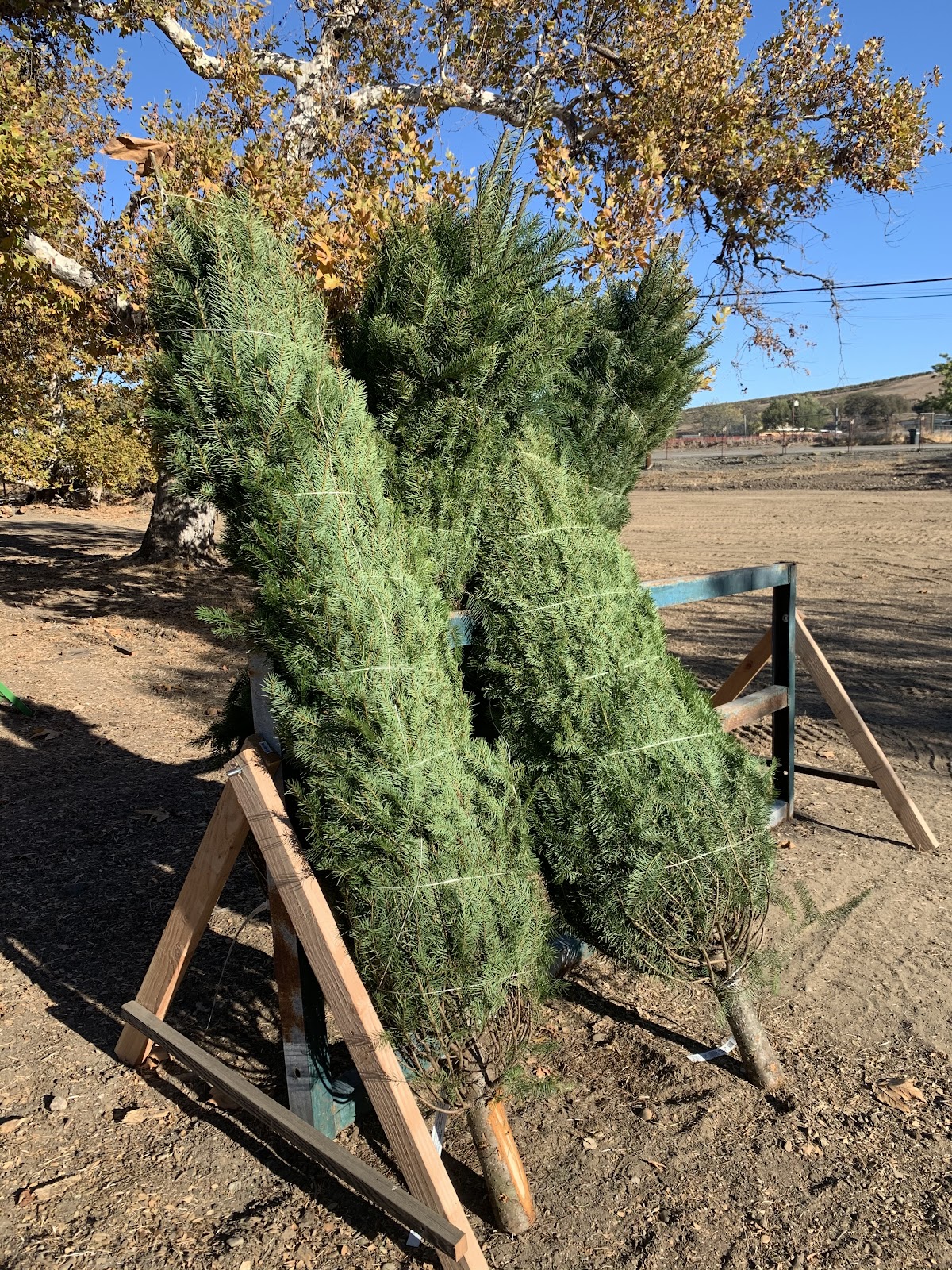 Mocho Creek Trees in Livermore, California
