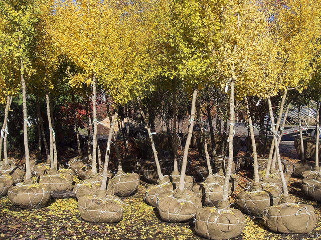 Montana Trees Inc in Trout Creek, Montana