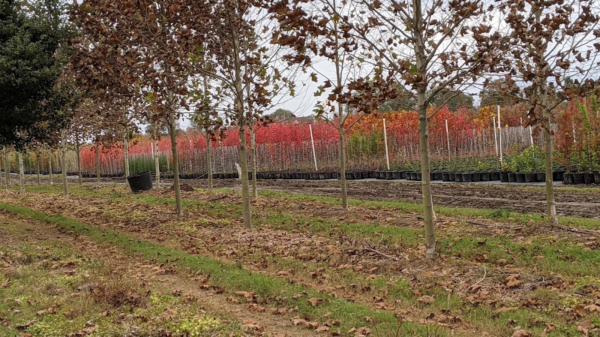 Moon's Tree Farm in Washington, Georgia