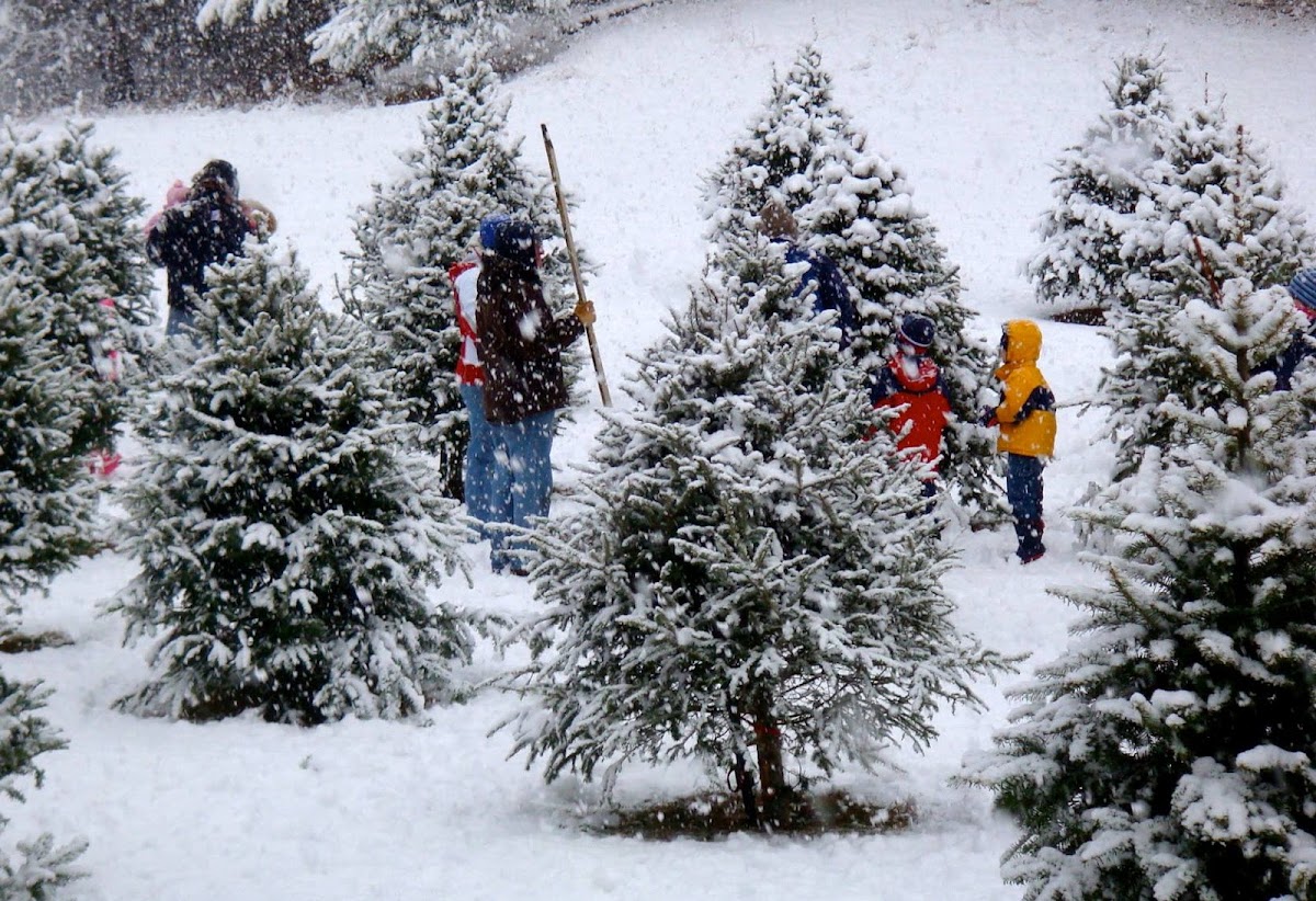 Mountain Top Christmas Trees in Fort Mill, South Carolina