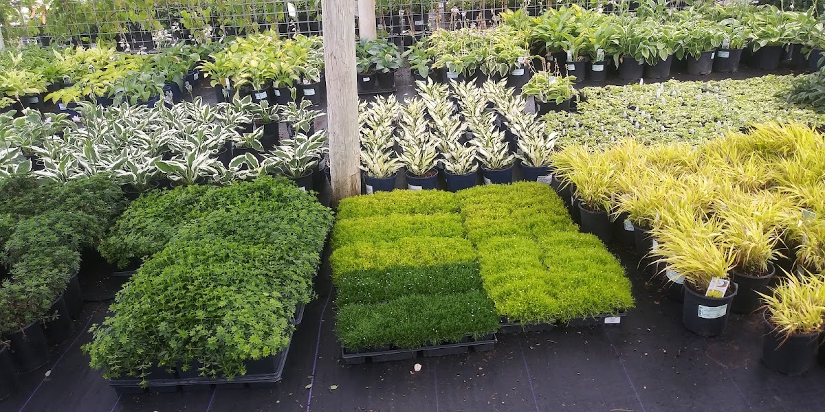 Mountain View Tree Farm & Nursery in Rifle, Colorado