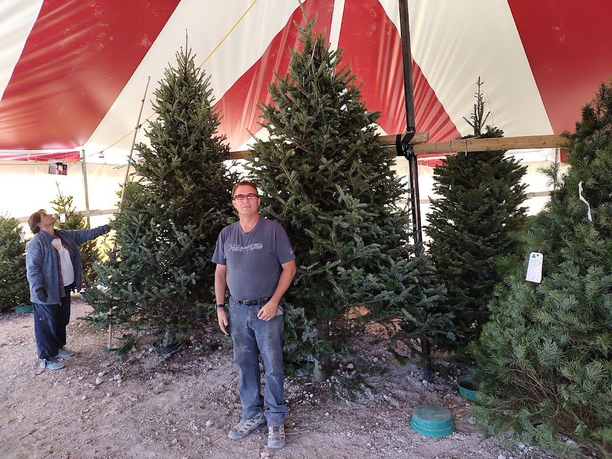 Mr. Christmas Holiday Trees in Las Vegas, Nevada