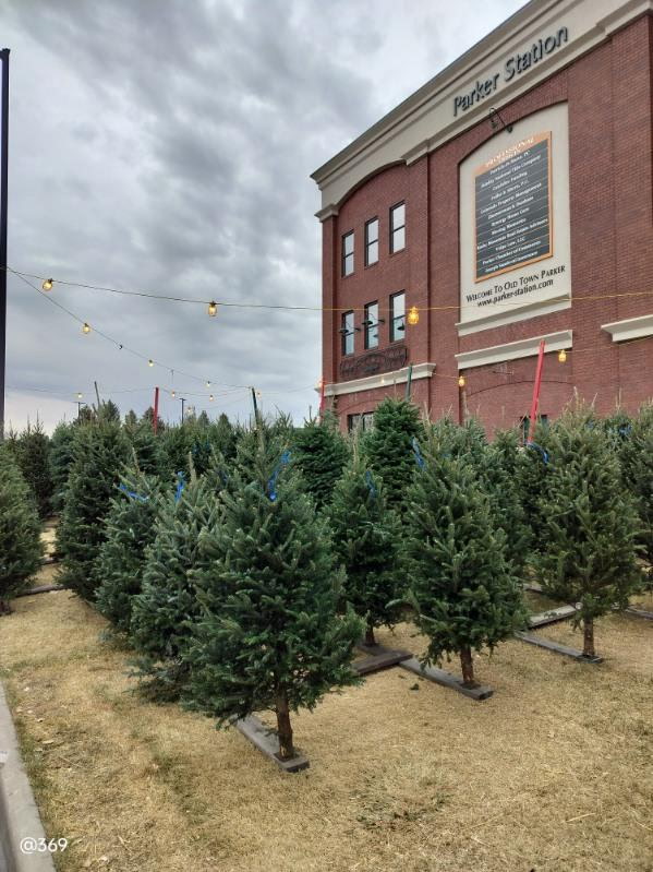 Mr. Jingles Christmas Trees in Parker, Colorado