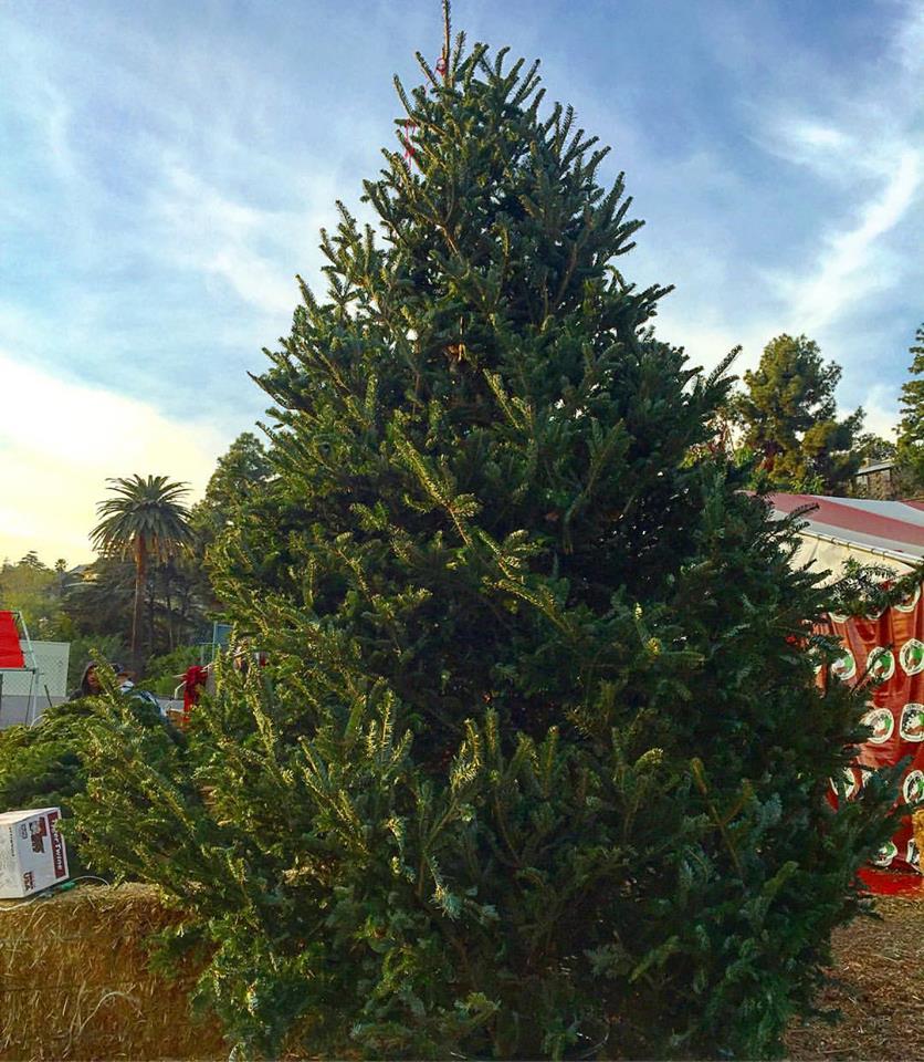 Mr. Jingles Christmas Trees in Wheat Ridge, Colorado