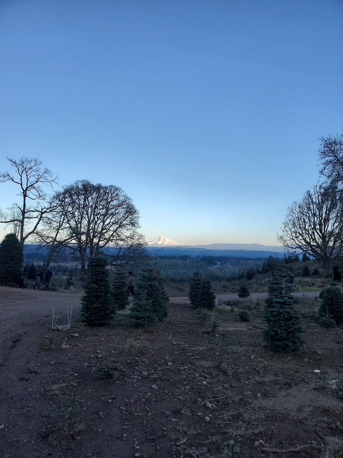 Mt Hood Tree Farm in Oregon City, Oregon