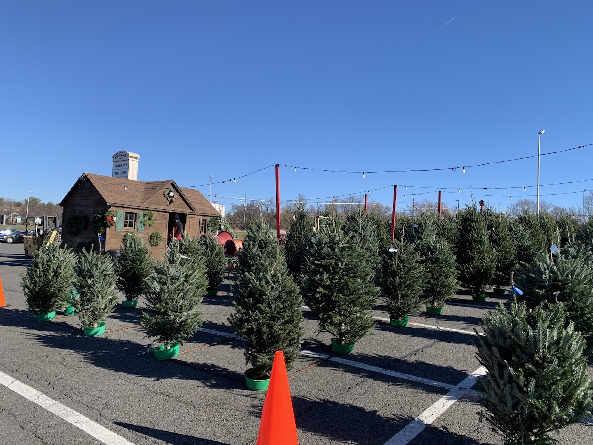 Mt Rogers Tree Farm in Centreville, Virginia