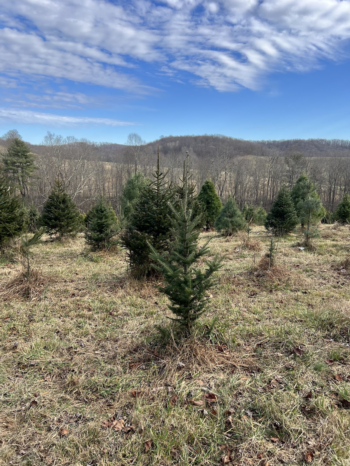 Mulkeen’s Christmas Tree Farm in Morgantown, West Virginia