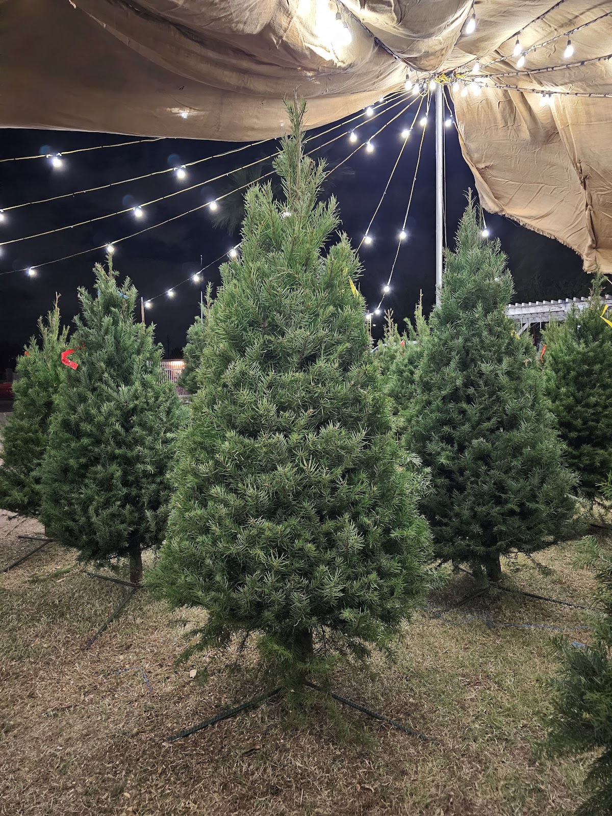 Munoz Family Christmas Tree Lot in Phoenix, Arizona