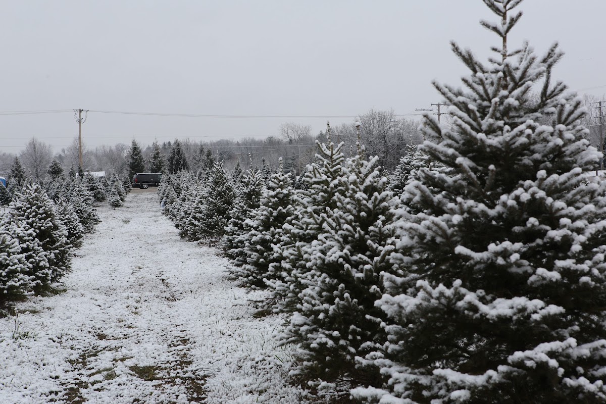 Muskego Choose & Cut Christmas Trees in Muskego, Wisconsin
