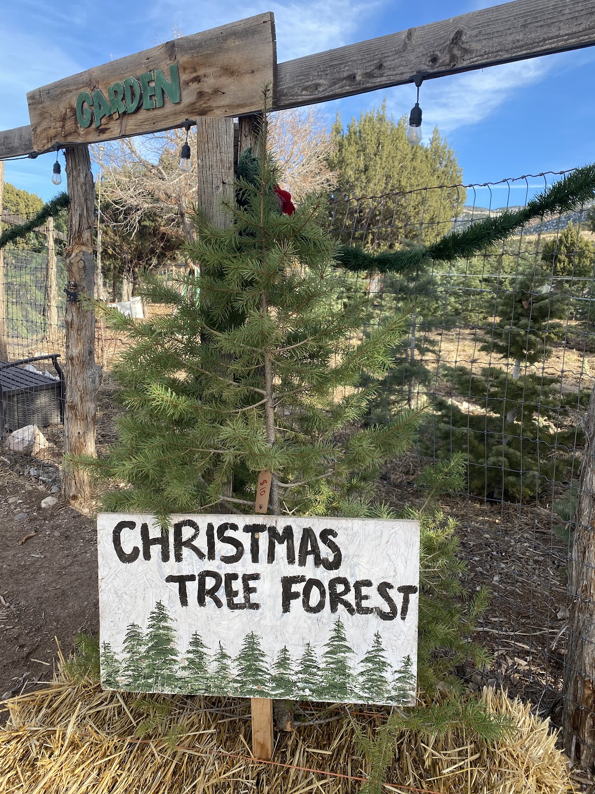 Nature Hills Christmas Trees in Cedar City, Utah