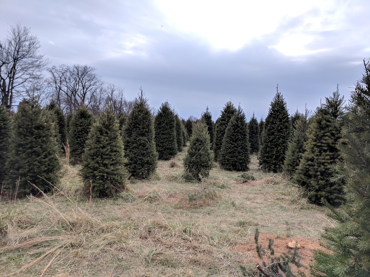 Naughty Pine Nursery in Dickerson, Maryland
