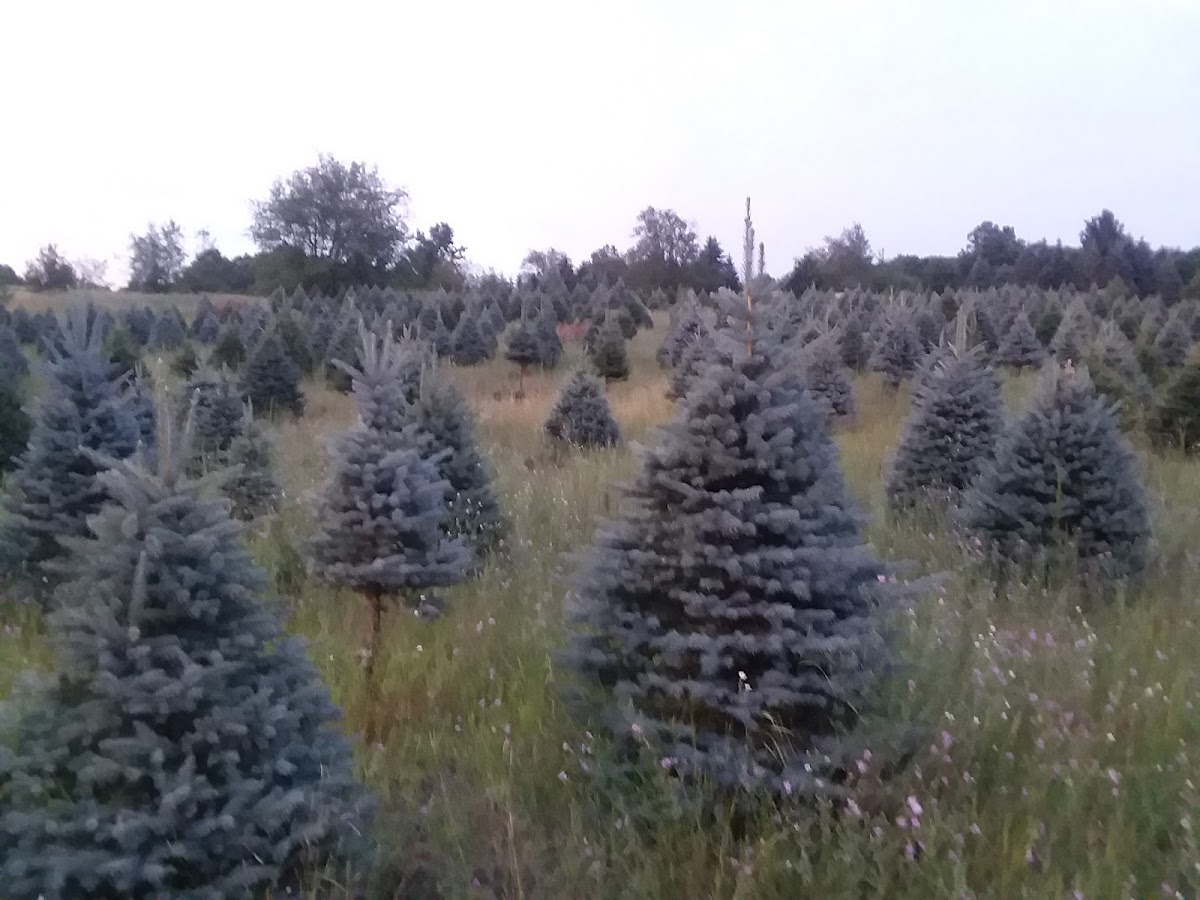 Nebo tree farms in Manton, Michigan