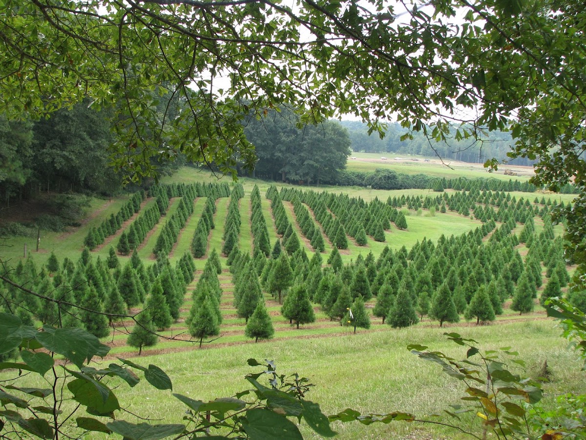 Neely Farms Christmas Trees in Thorsby, Alabama